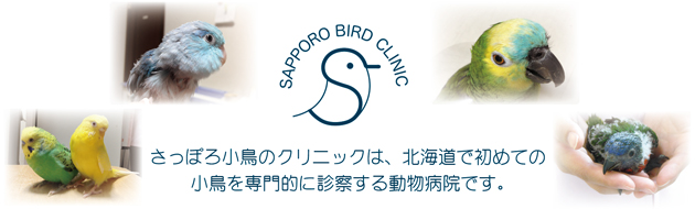 札幌市の小鳥の専門医　さっぽろ小鳥のクリニック
